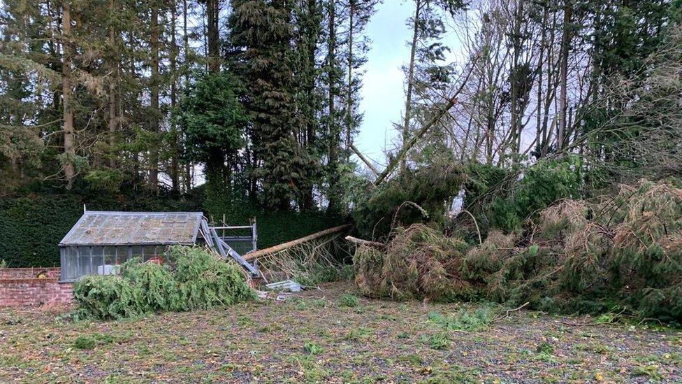 Trees fallen in garden