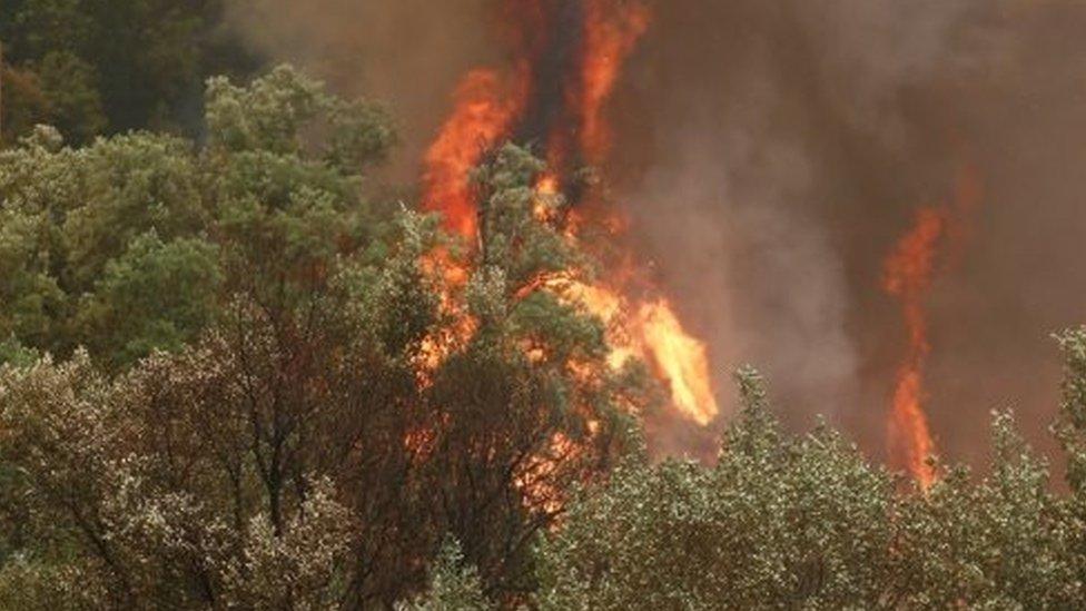 Forest fire in Portugal. Photo: 20 June 2017