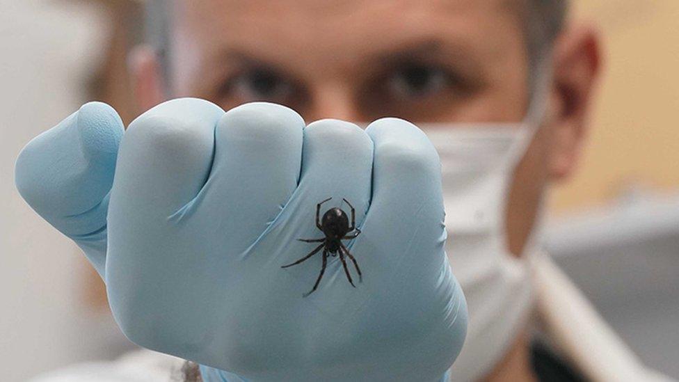 Dr Michel Dugon, Head of the Venom Systems Lab at NUI Galway, with a False Widow Spider