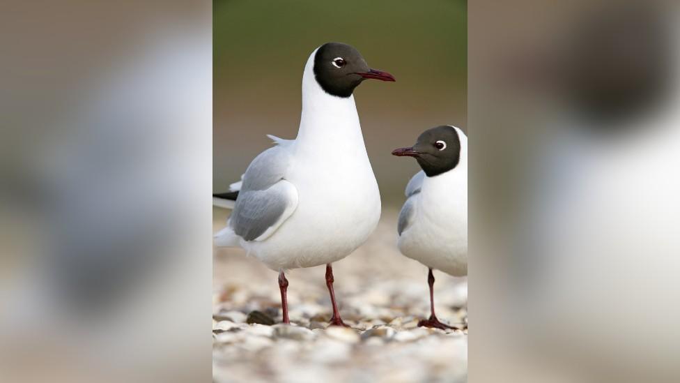 Black-headed gull