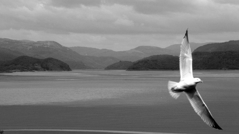 Where seagulls dare: Sarah Roe took this picture of a bird making its way across the Mawddach Estuary, Gwynedd