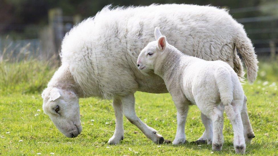 Sheep with lamb