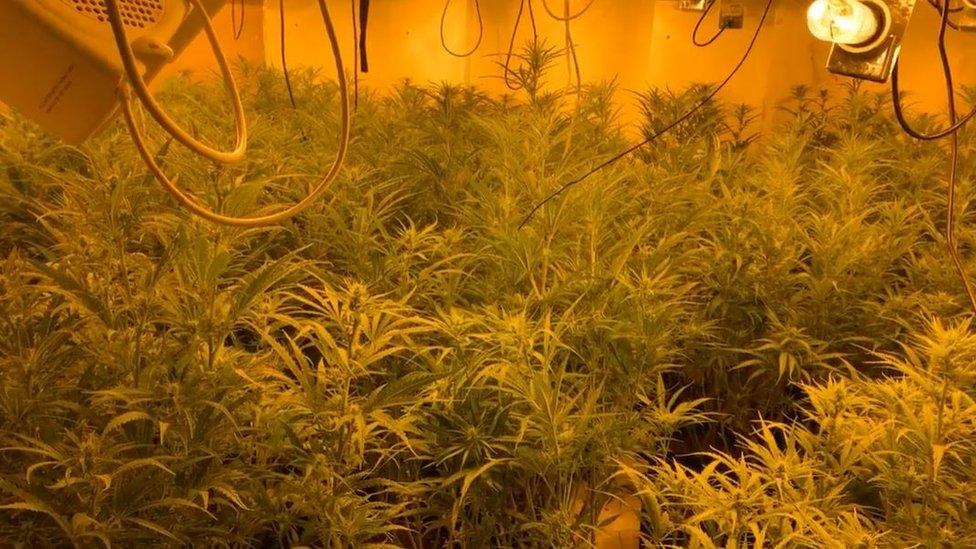 Cannabis plants inside the property