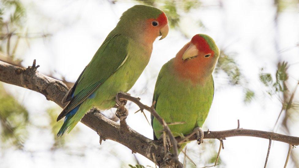 Rosy-faced lovebirds