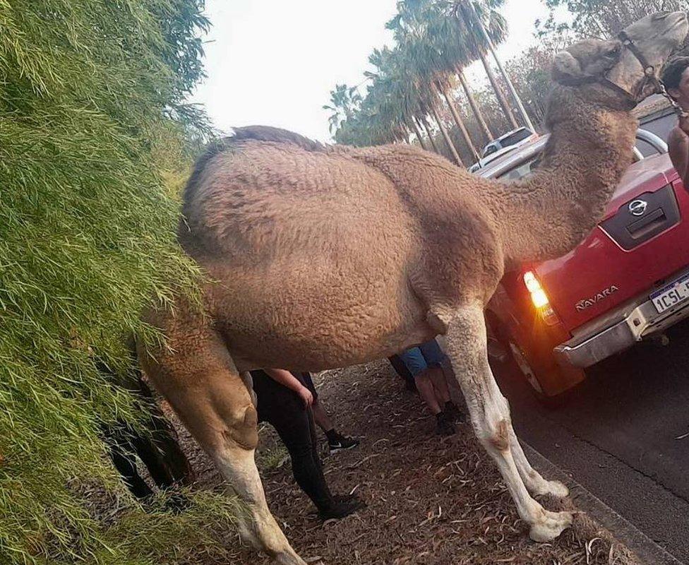 The camel was caught by circus staff