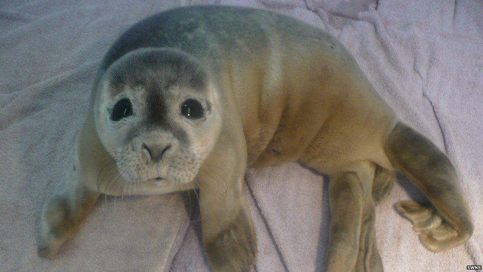 Seal