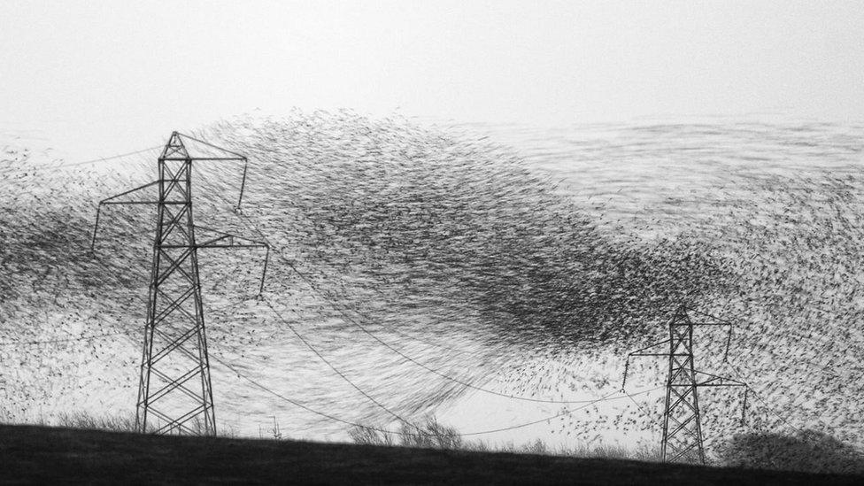 Starling murmuration