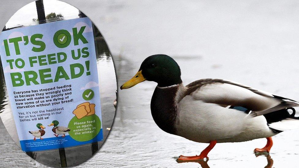 Duck and feeding sign