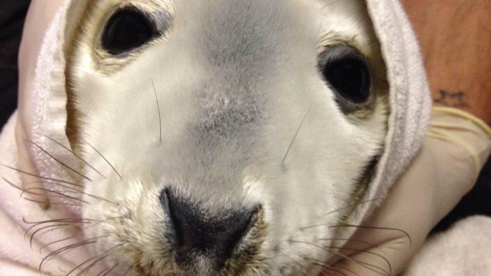 Seal pup washed up on Oxwich