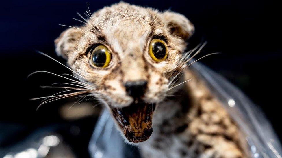 A mounted Margay cat