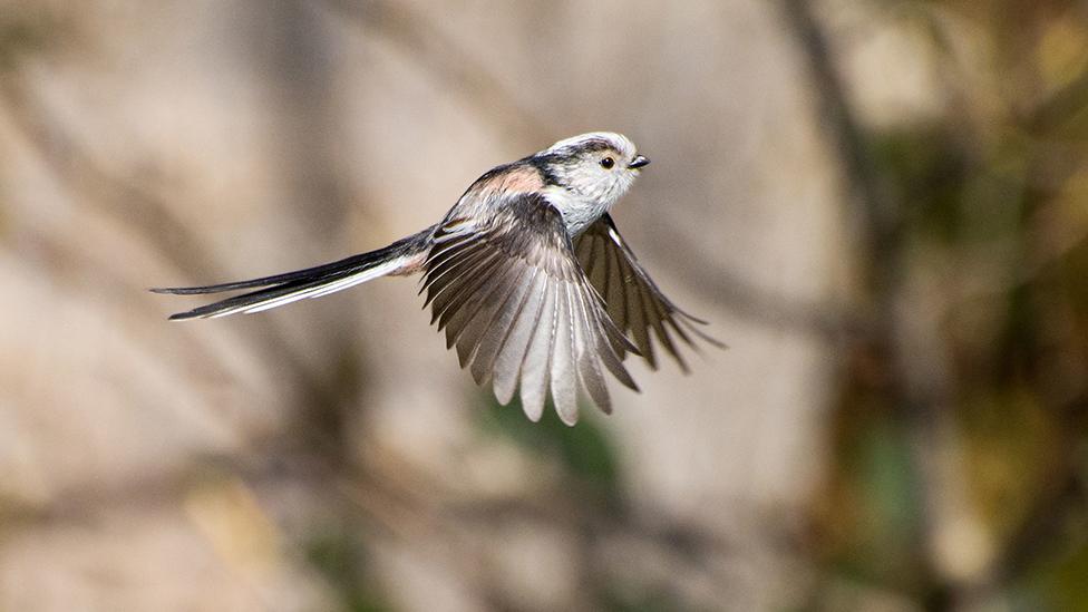 Long-tailed tit