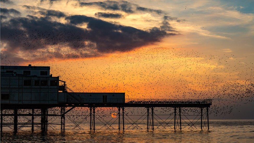 Starlings at sunset