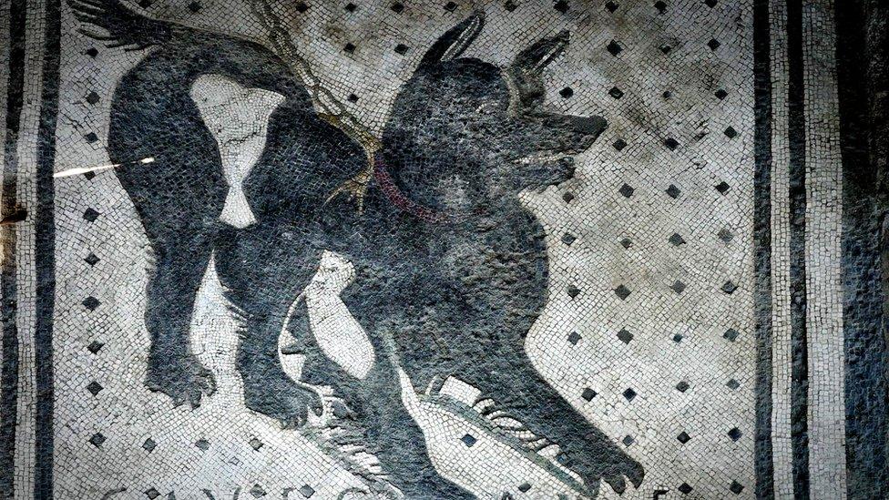 Pompeii dog mosaic