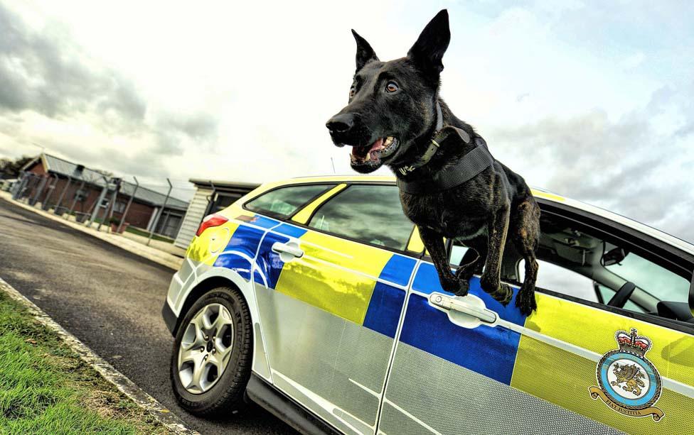 Air Dog Baco exiting an RAF Northolt Police Car via the window