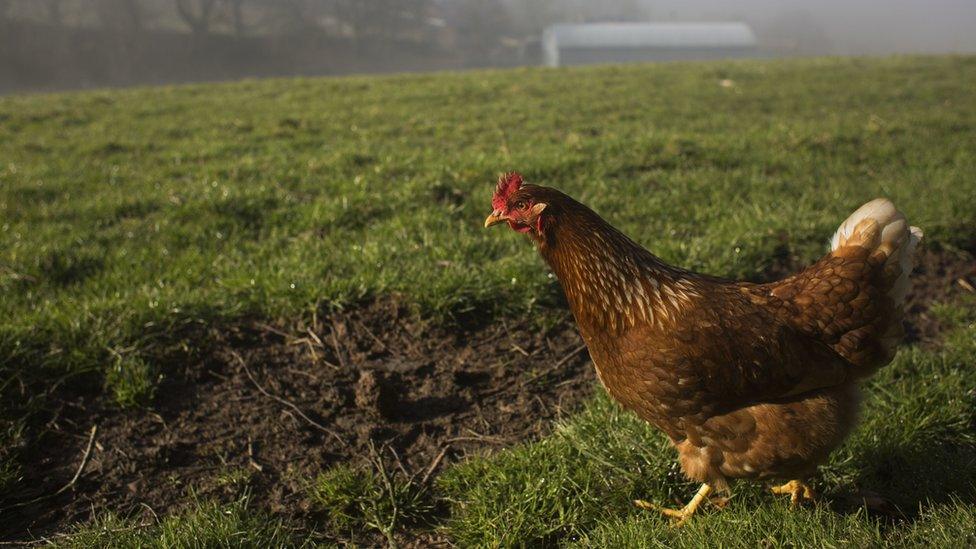 Free-range chicken