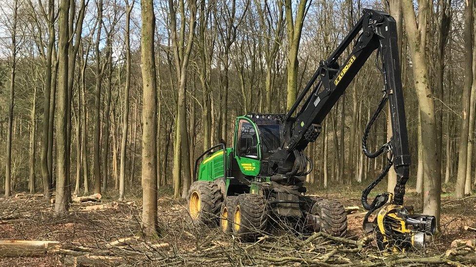 Ashe dieback trees cleared at Westonbirt Arboretum