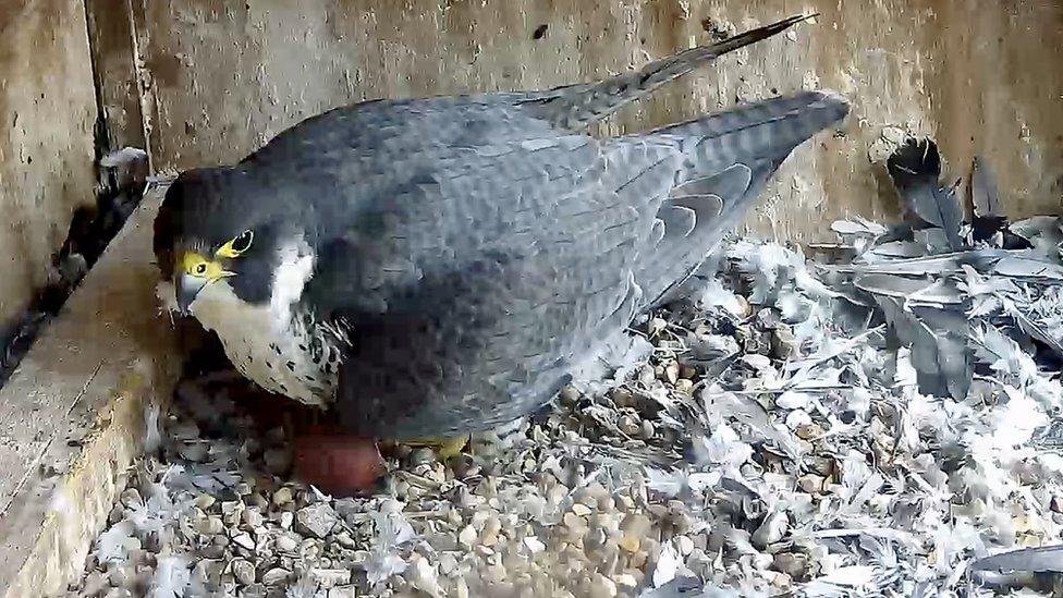 Leicester peregrine incubating first egg of 2023