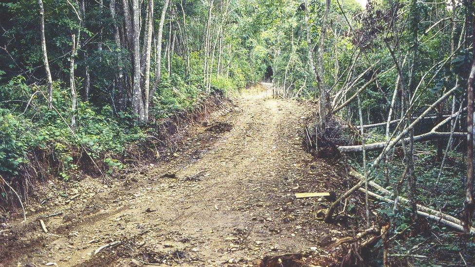 Road through forest