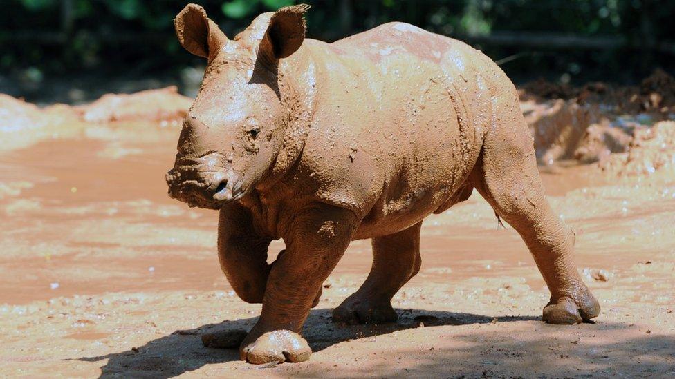 A muddy baby rhino