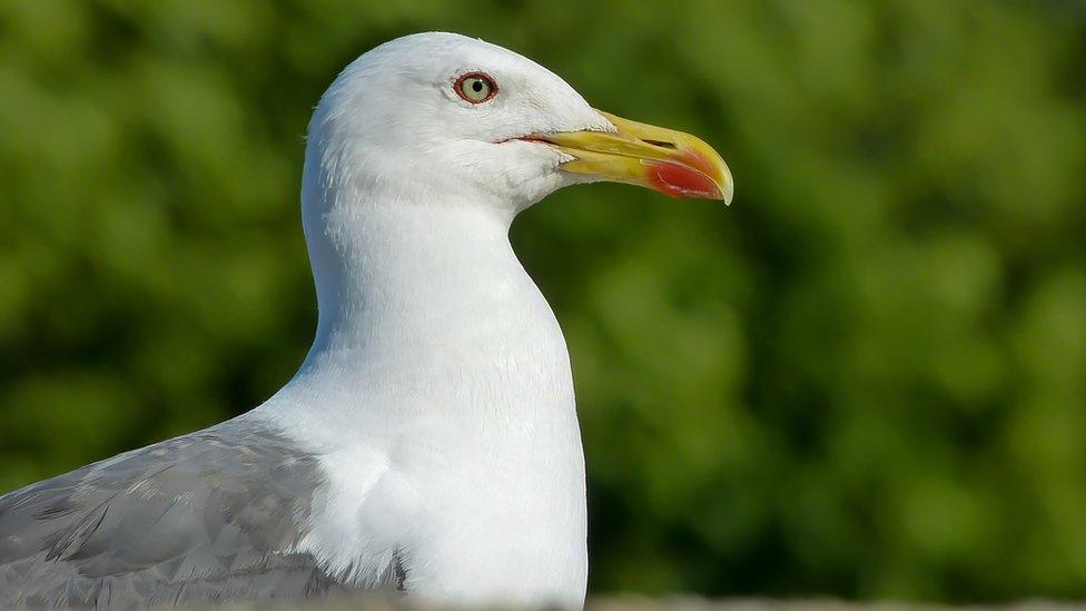 seagull