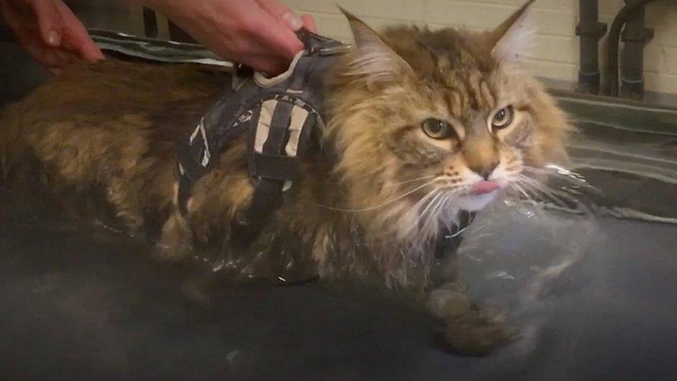 cat having hydrotherapy at vets