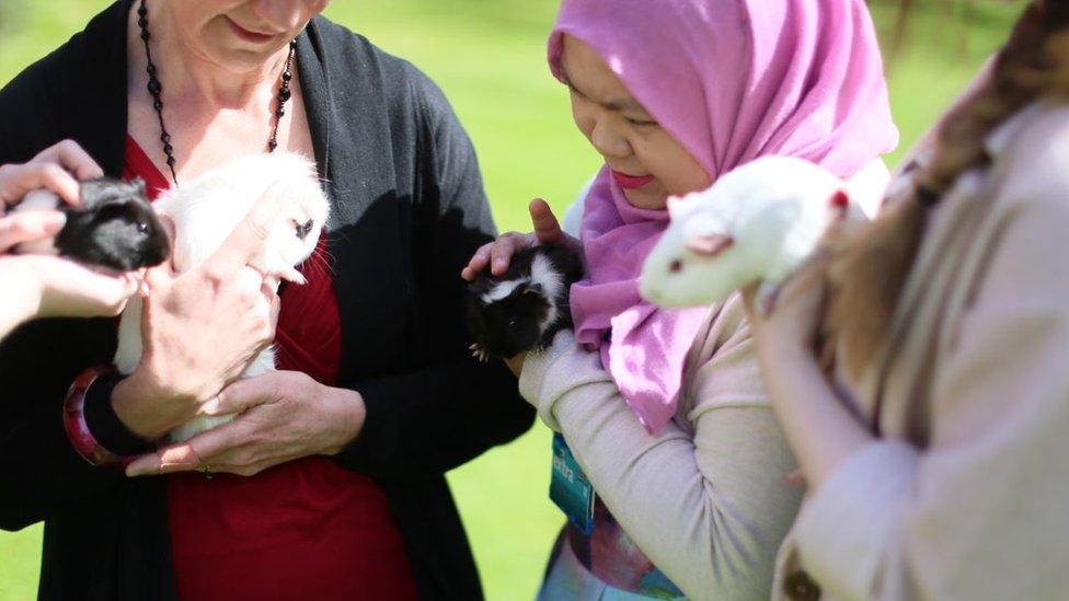 Guinea Pigs at Lucy Cavendish College