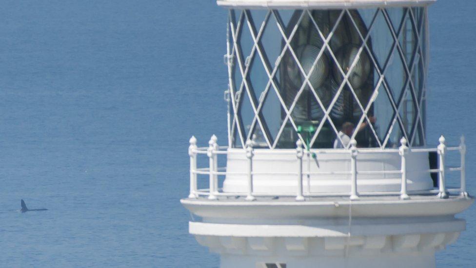 Orca and lighthouse