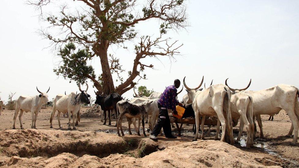 A Fulani herdsman waters his cattle on a dusty plain between Malkohi and Yola town on May 7, 2015.