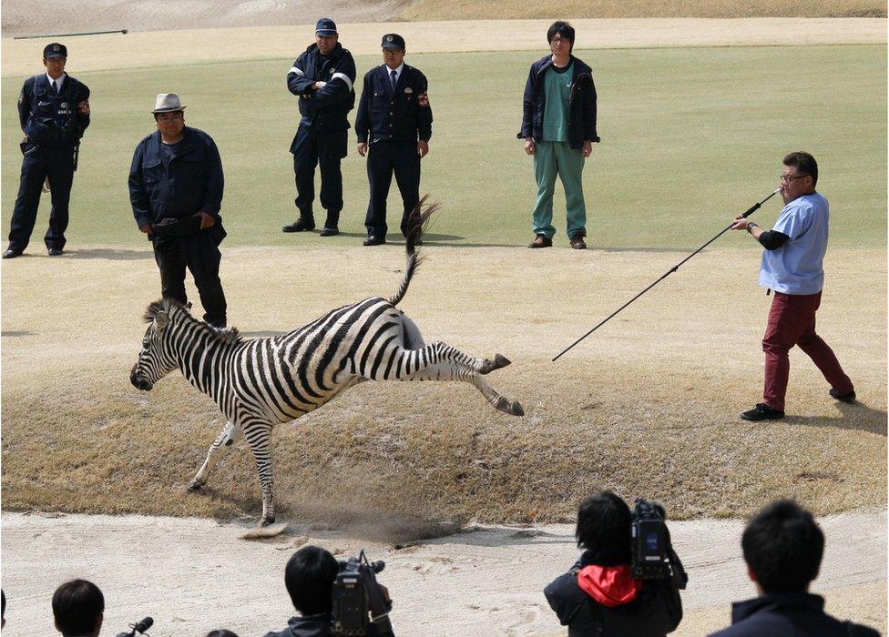 An animal doctor uses a tranquilizer dart to capture an zebra on a golf course in Toki, Gifu prefecture, central Japan Wednesday, 23 March 2016.