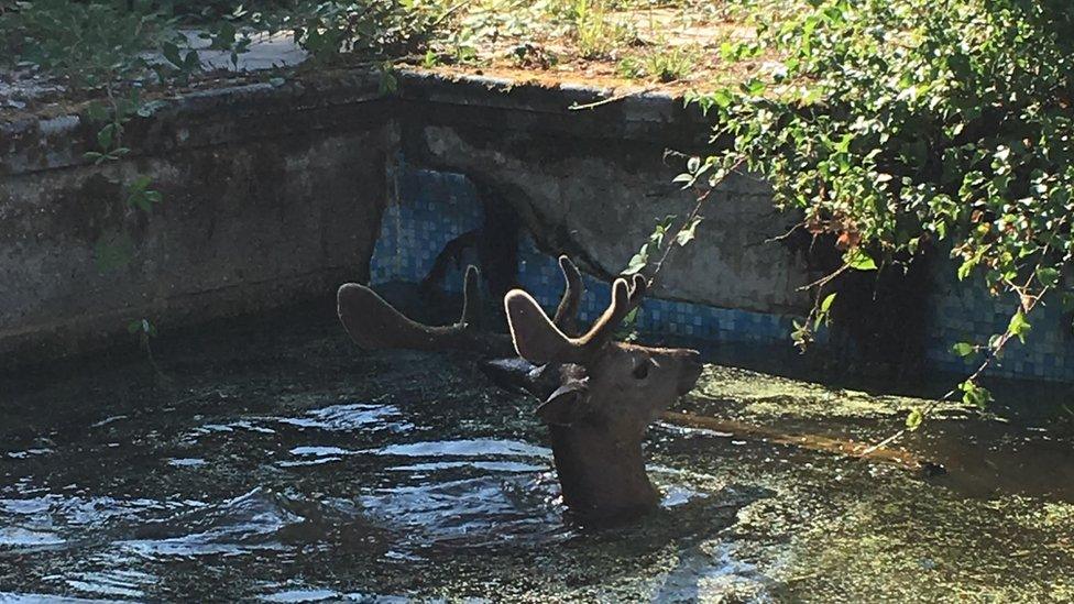 Fallow stag stuck in swimming pool