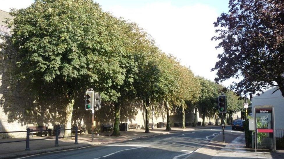 Trees on Tenby's South Parade