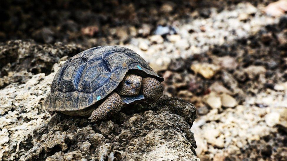 giant-tortoise-on-rocks