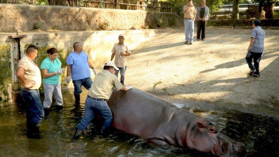 El Salvador National Zoo personnel attend to Gustavito in San Salvador (25 February 2017)