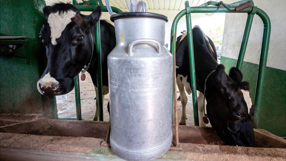 A traditional milk churn