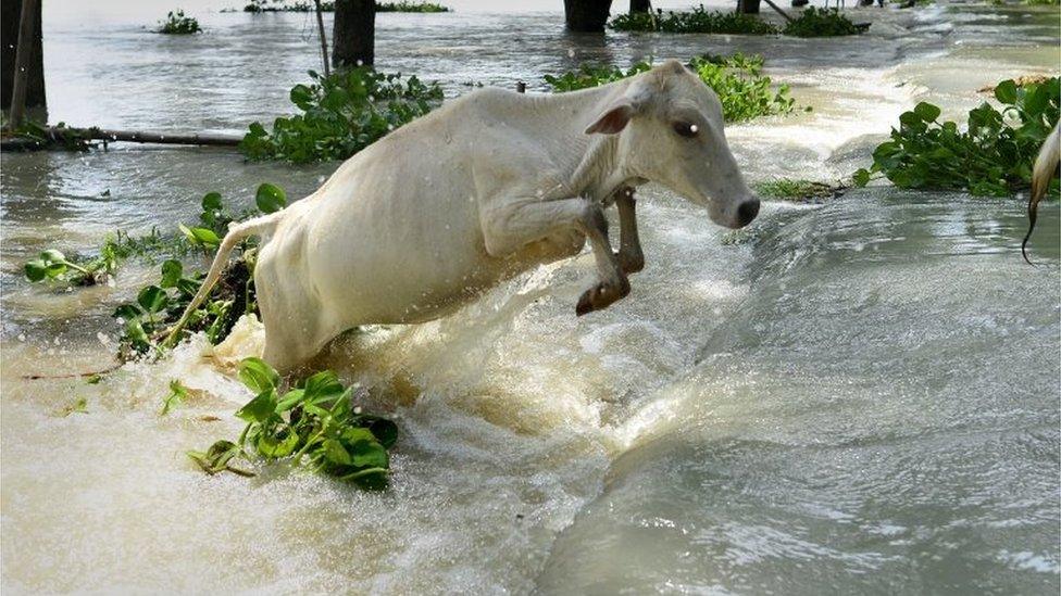 A cow jumps to cross flood water in the flood affected Morigaon district of Assam state, India, 28 July 2016