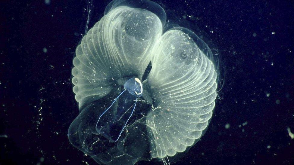 Image taken by Monterey Bay Aquarium Research Institute showing the larvacean surrounded by it's home