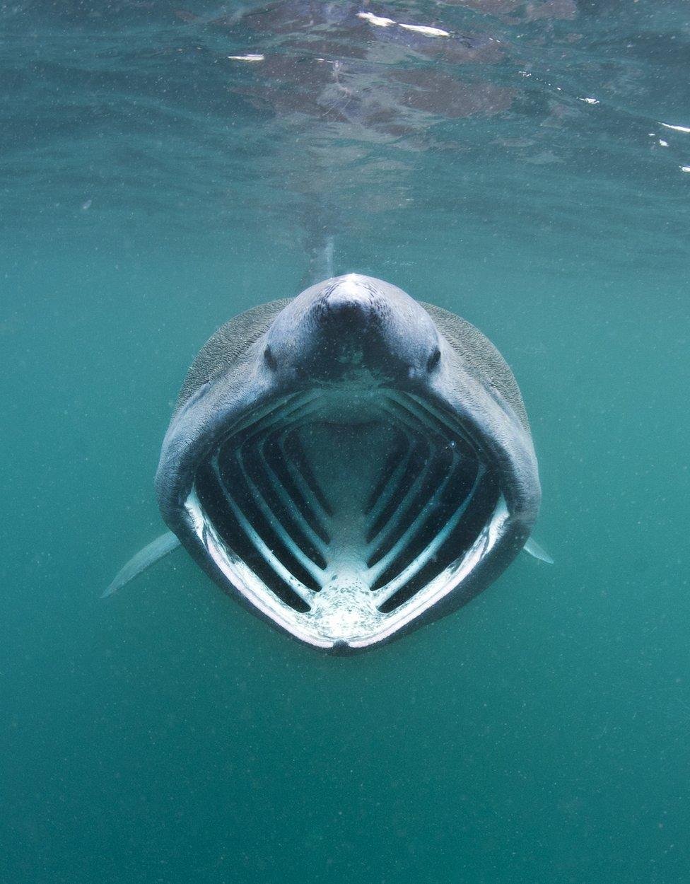 Basking shark