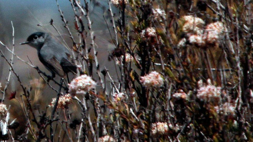 A California gnatcatcher hangs on to a buckwheat plant