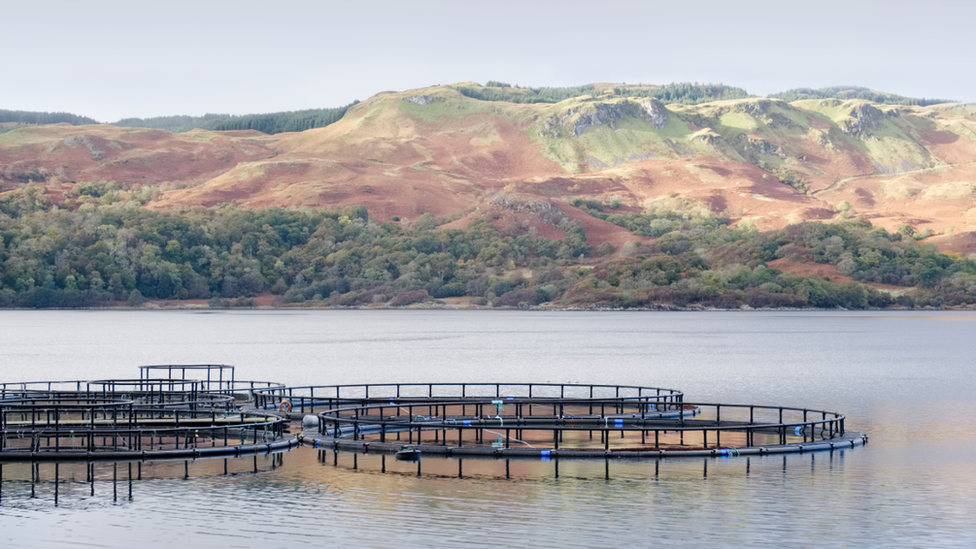 Salmon farm