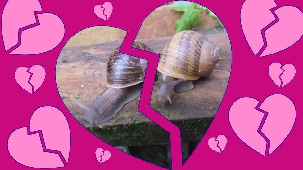 Snails
