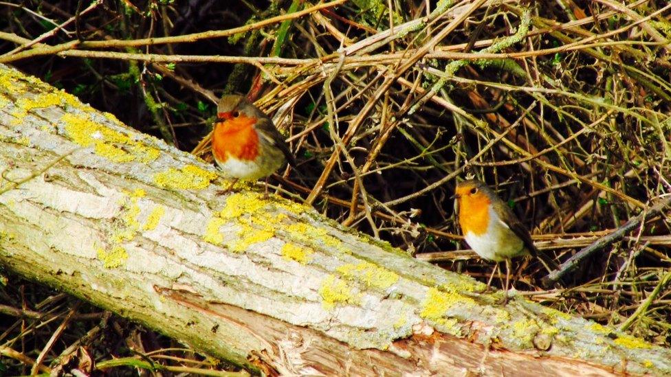 Robins
