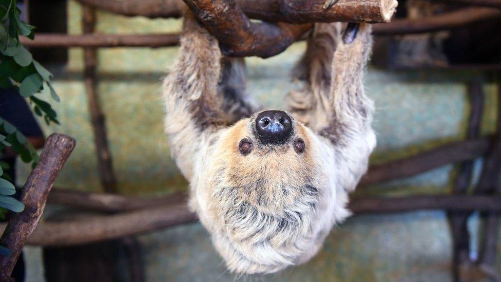 paula-the-sloth.