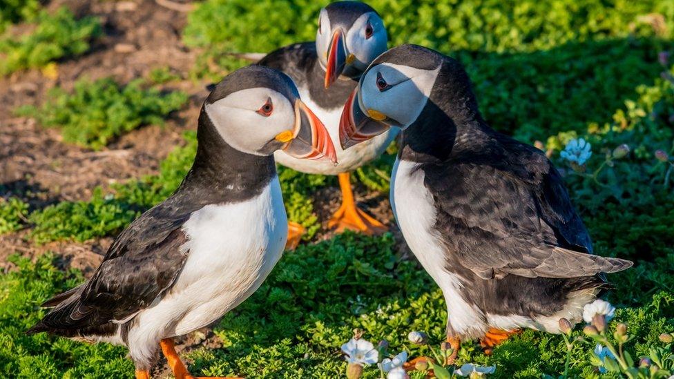 Three puffins on Skomer island