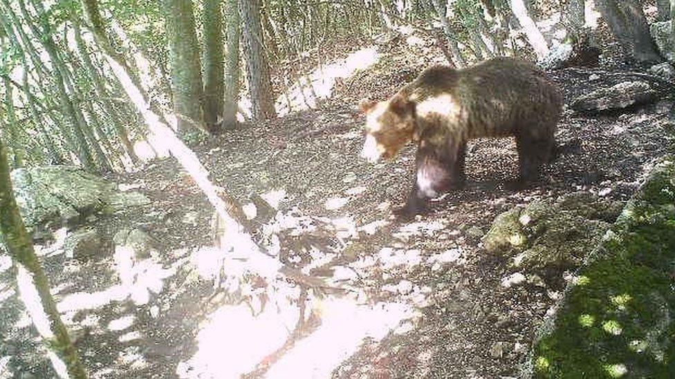 A brown bear that escaped a wildlife enclosure roams the woods in Italy