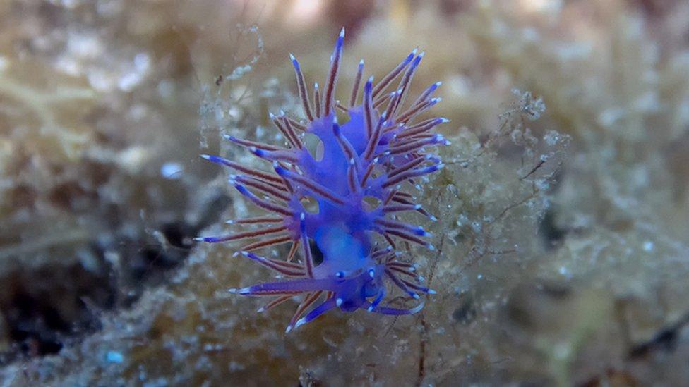 sea slug, bright purple