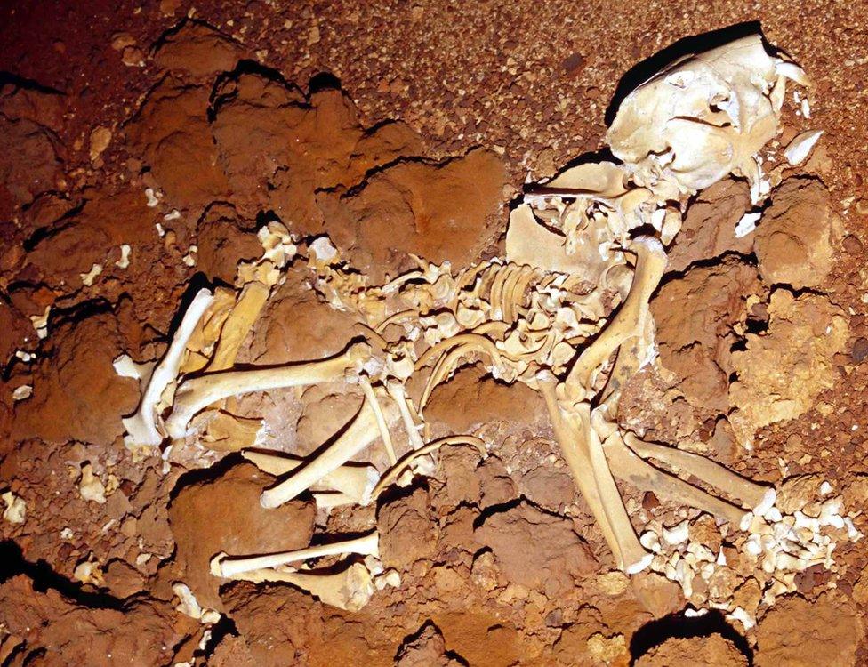 An almost complete skeleton of a marsupial mammal was discovered inside Western Australia's Flightstar Cave