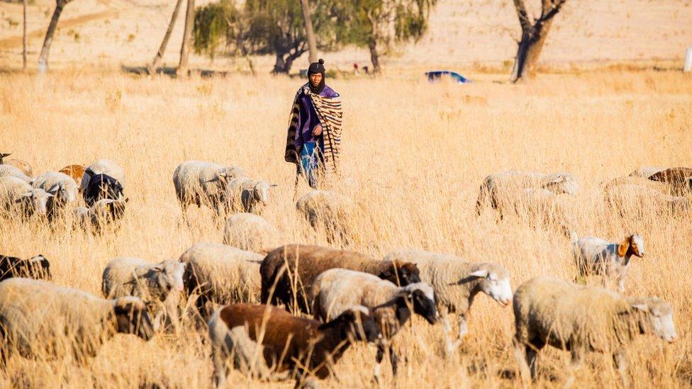 A general view of rural farming in the informal settlement of Duduza on June 09, 2020 in Duduza, South Africa