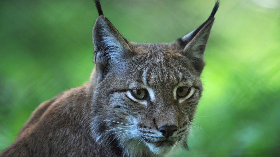 Lynx