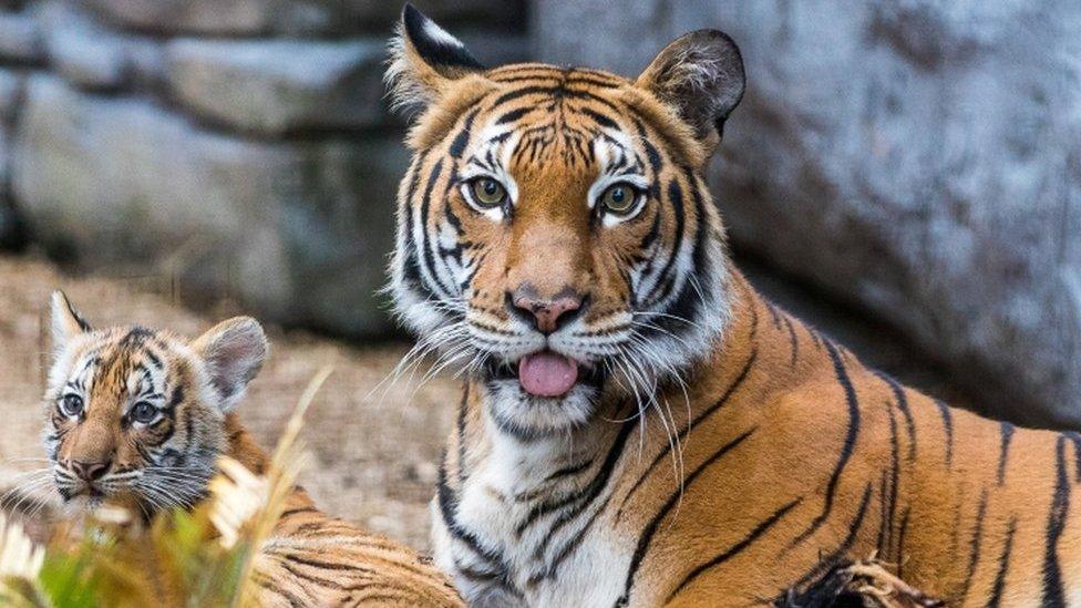 Berisi, a Malayan tiger cub, emerges from her den into the tiger habitat with her mother Bzui at Tampa"s Lowry Park Zoo in Tampa, Florida, U.S. December 7, 2016.