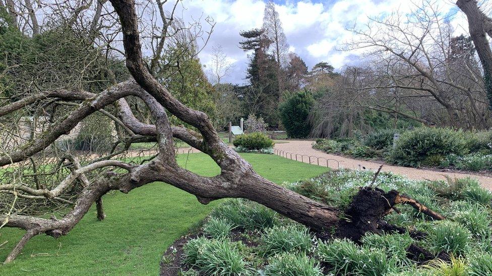 Cambridge University's felled "Newton's apple tree"